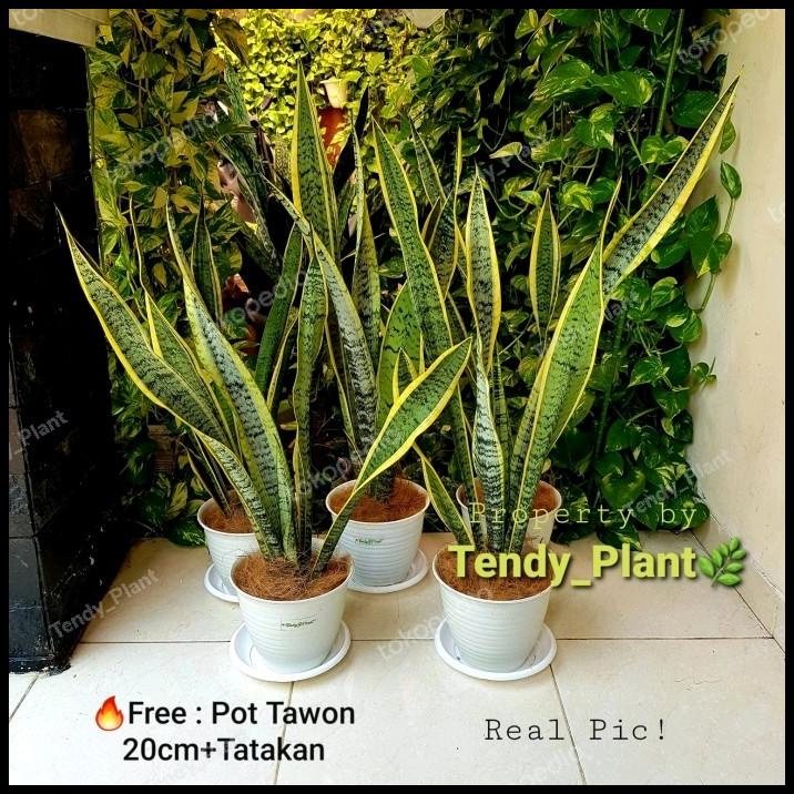 Jual GRATIS ONGKIR LIDAH MERTUA SANSEVIERIA TRIFASCIATA POT TAWON PUTIH