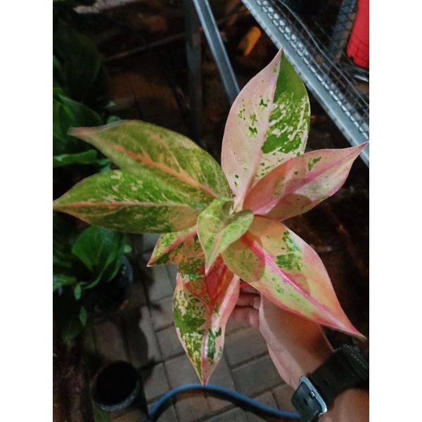 Jual Aglaonema Sekar Kemuning Tanaman Hias Lokal Shopee Indonesia