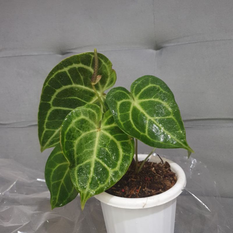 Jual Kuping Gajah Clarinervium Mini Anthurium Clarinervium Shopee