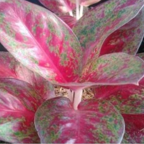 Jual Aglaonema Red Starsust Shopee Indonesia