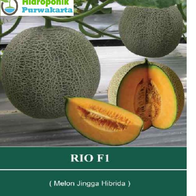 Jual Benih Melon Hibrida Daging Warna Jingga RIO F1 Isi 40 Butir Benih