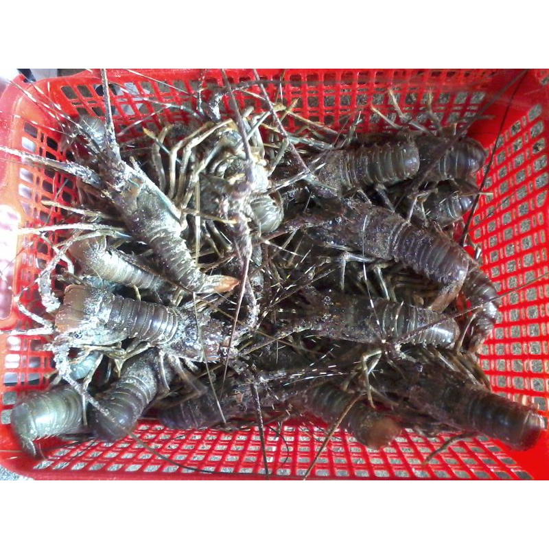 Jual Lobster Air Laut Shopee Indonesia