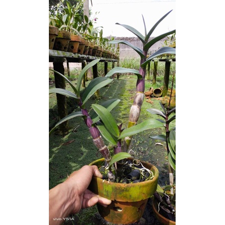 Jual Anggrek Dendrobium Dewasa Batang Hitam Shopee Indonesia