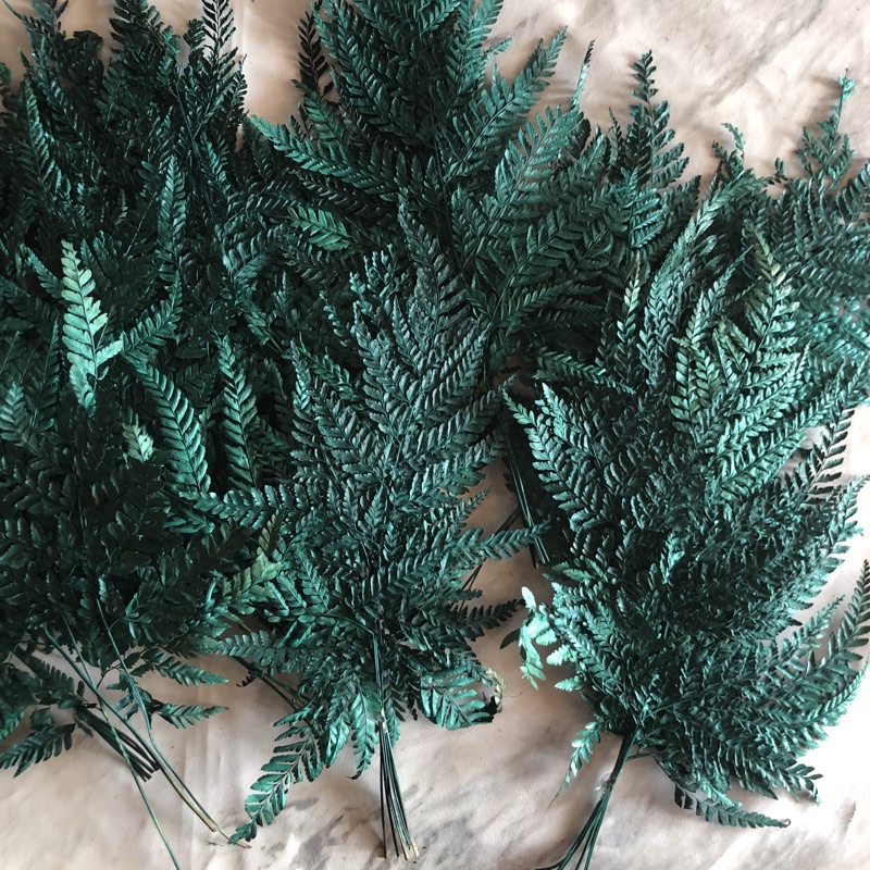 Jual DAUN PAKIS KERING Shopee Indonesia