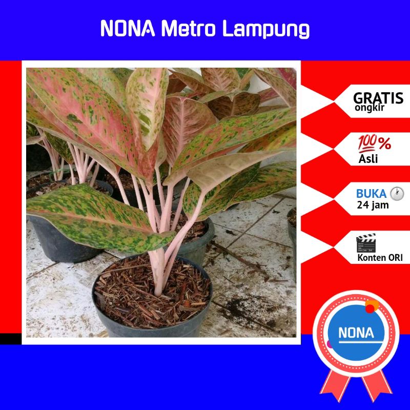 Jual Nona Metro Tanaman Hias Aglonema Bigroy Shopee Indonesia