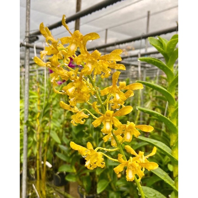 Jual Remaja Dendrobium Sylvanum Flava Spesies Papua Shopee Indonesia