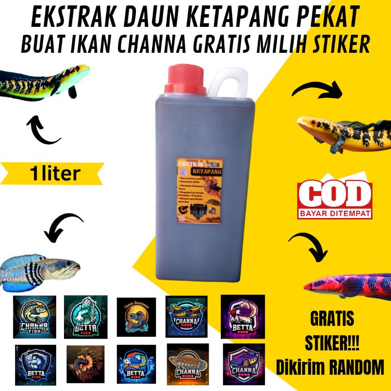 Jual Ekstrak Daun Ketapang Pekat 1 Liter Jurigen Untuk Channa Dan