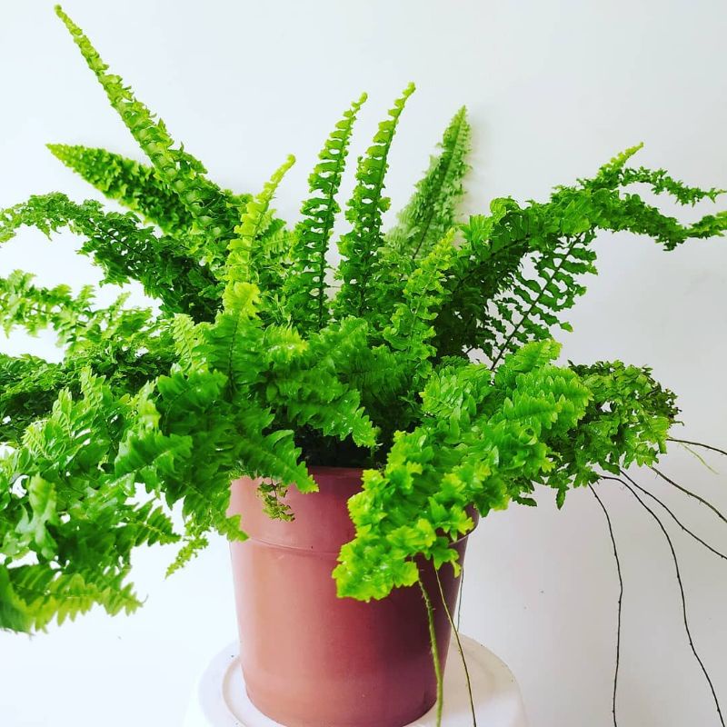 Jual Tanaman Hias Paku Kriwil Pakis Kribo Sword Fern Boston Fern