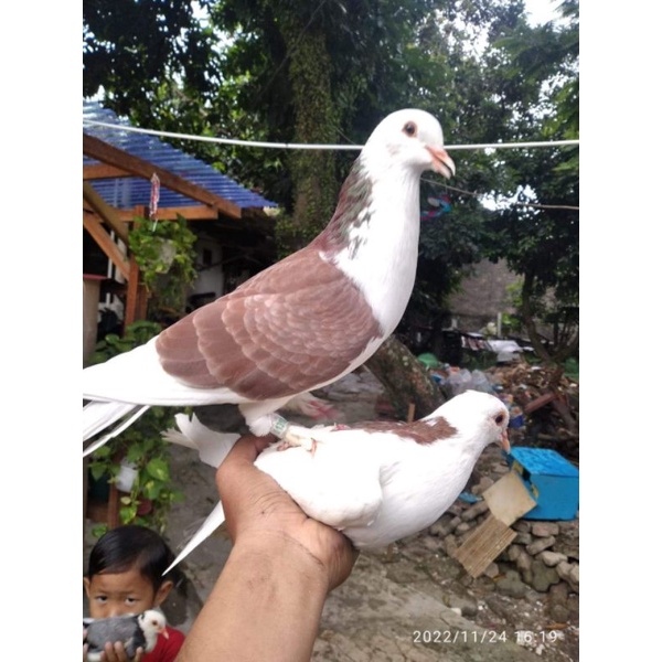 Jual Burung Dara Merpati Tinggian Kolongan Giring Pasangan Satuan