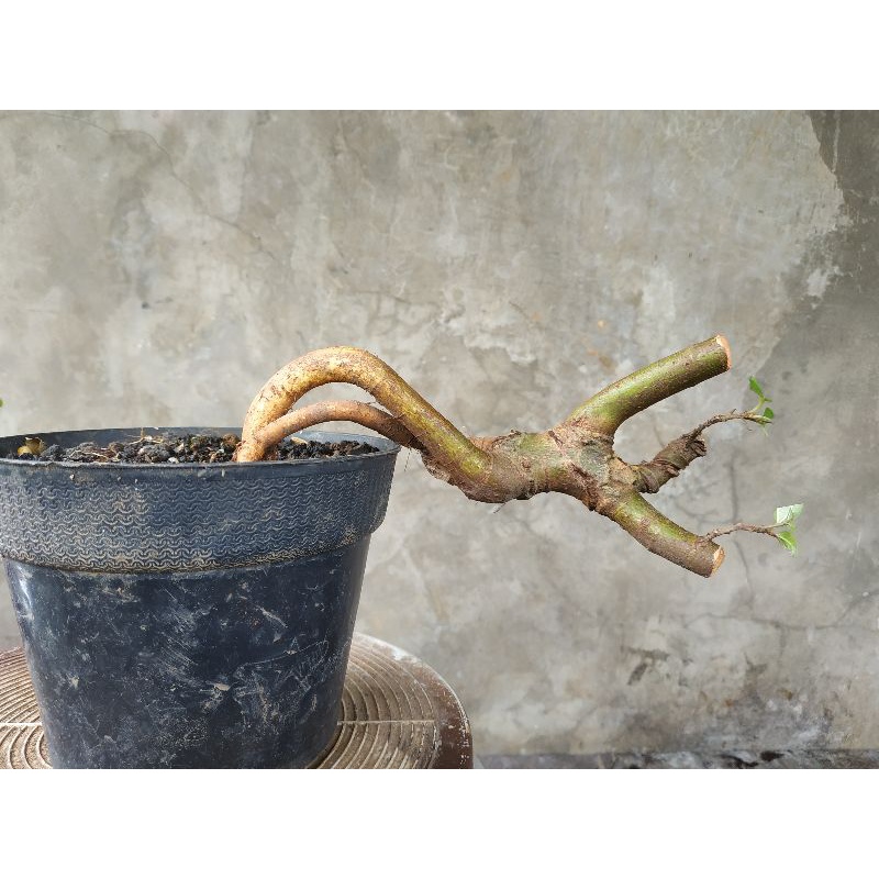 Jual Bahan Bonsai Loa Shopee Indonesia