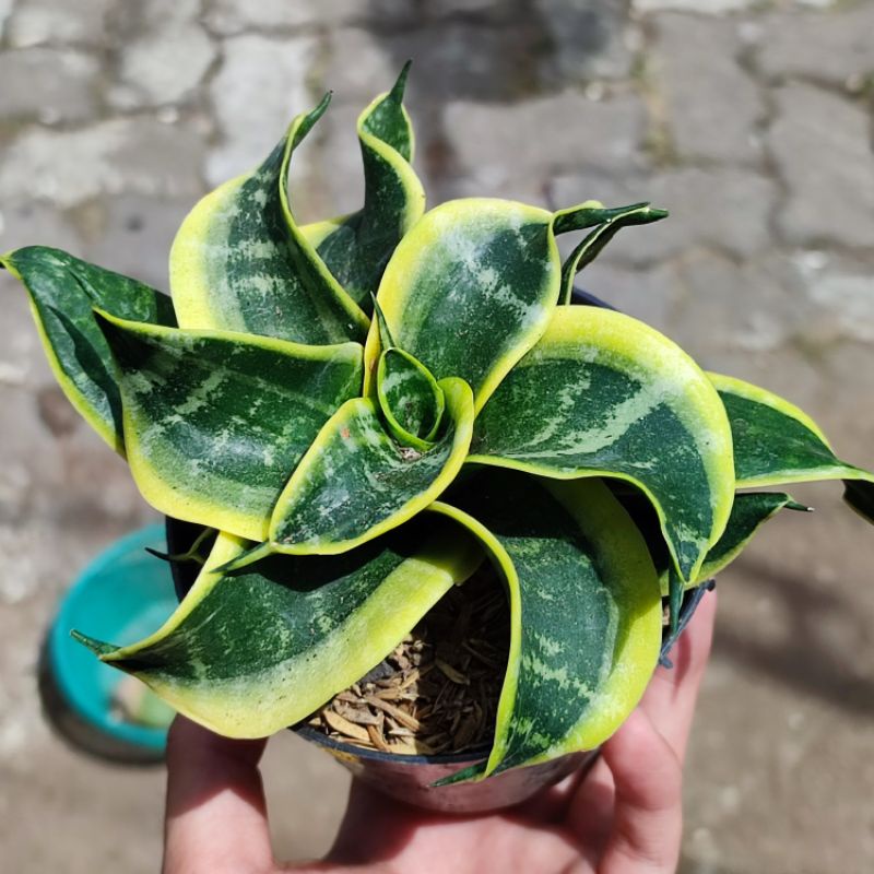 Jual Sansevieria Twister Tsunami Lidah Mertua Shopee Indonesia