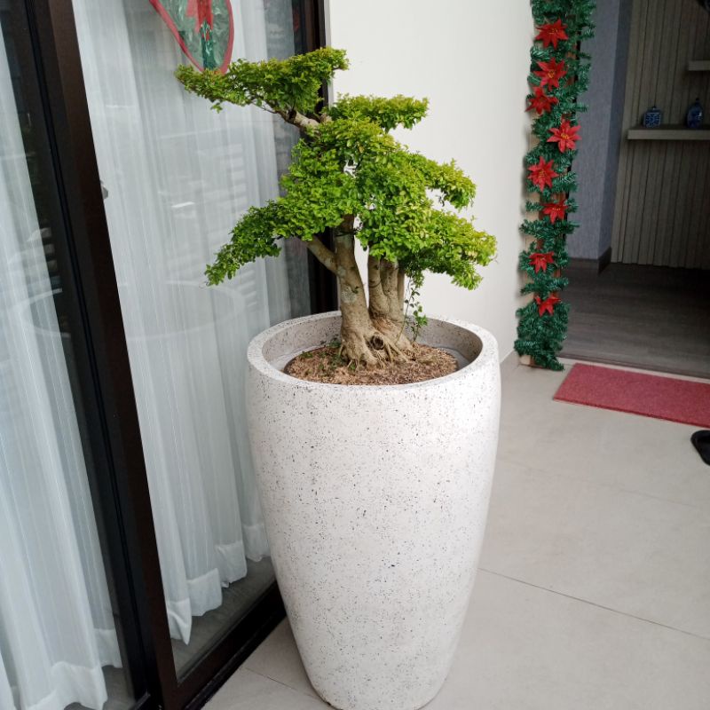 Jual Pohon Bonsai Legistrum Dan Pot Terasso Paket Shopee Indonesia