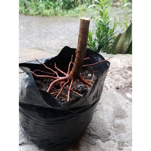 Jual Bahan Bonsai Waru Lokal Dongkelan Shopee Indonesia