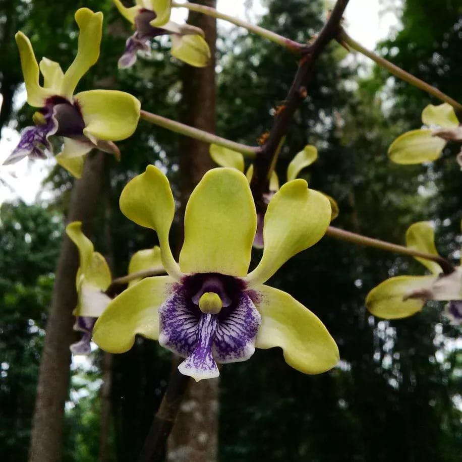 Jual Seedling Dendrobium Violaceoflavens Anggrek Besi Shopee Indonesia