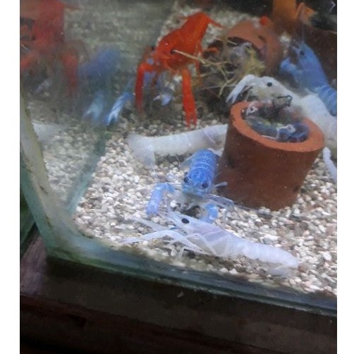 Jual Lobster Biru Air Tawar Shopee Indonesia