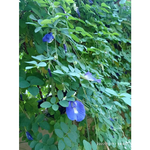 Jual PROMO BIJI BUNGA TELANG UNGU 100 Pcs SEEDS BUTTERFLYPEA Shopee