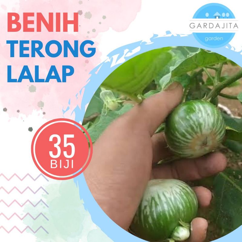 Jual TERONG LALAP Isi 35 Benih Biji Sayur Shopee Indonesia