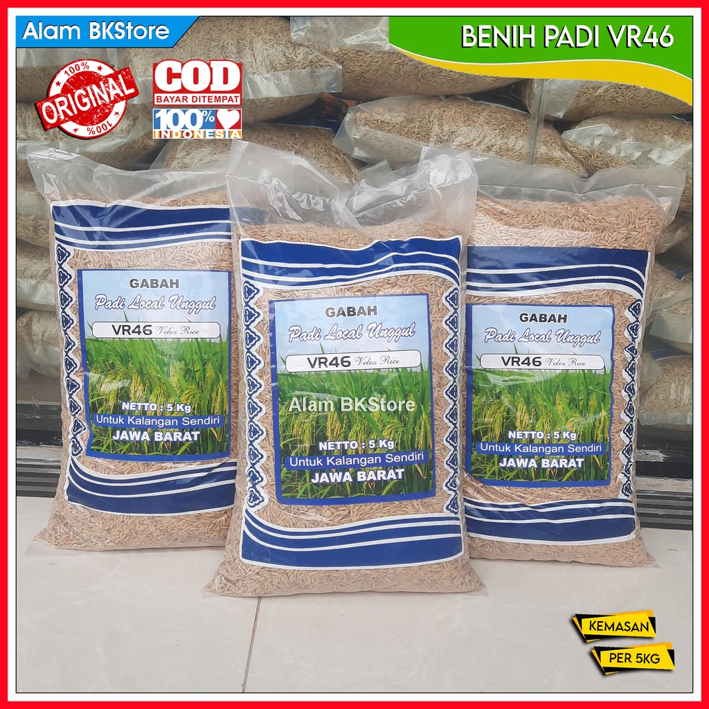 Jual BENIH PADI VR46 Veloz Rice 5kg Ciherang Malay Panjang Shopee