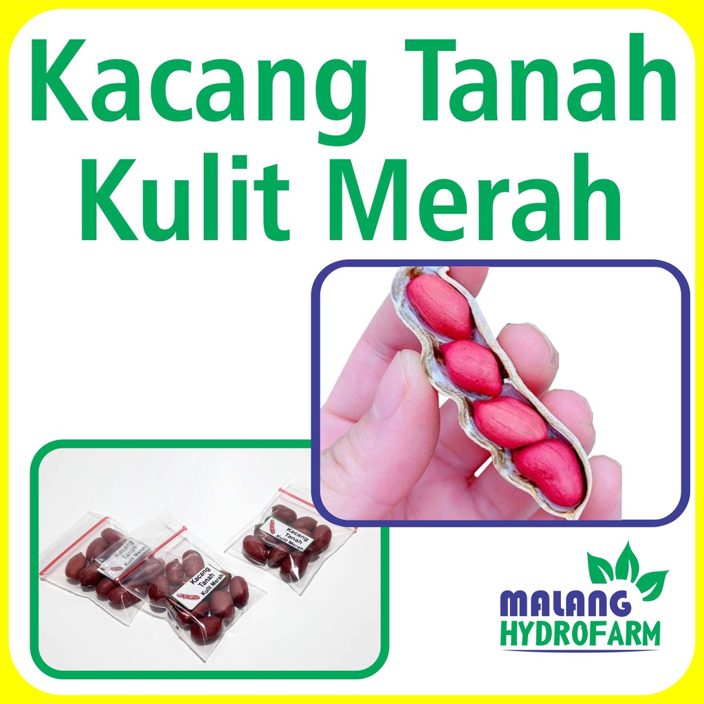 Jual Benih Kacang Tanah Kulit Merah Unggulan Berkualitas Biji Bibit