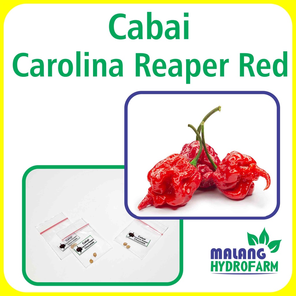 Jual Benih Cabai Carolina Reaper Red Unggulan Berkualitas Biji Bbit