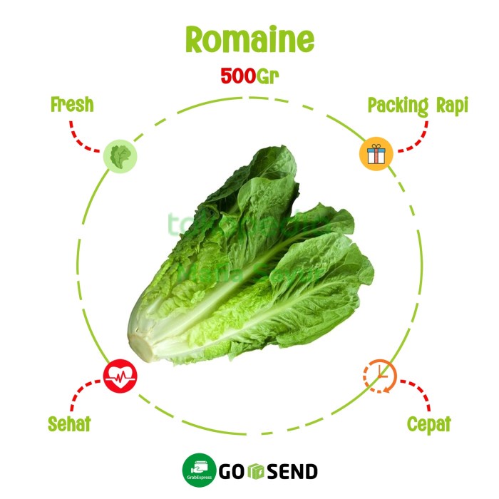 Jual Romaine Romane Fresh Vegetable Gram Shopee Indonesia