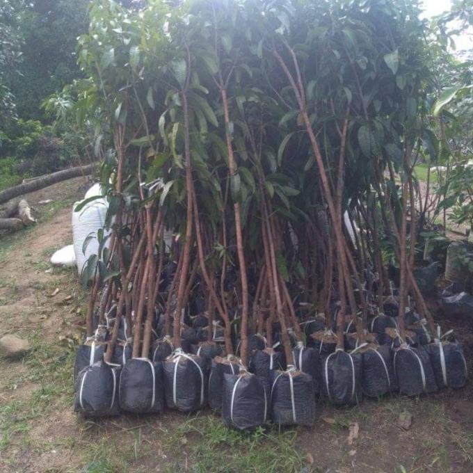 Jual Bibit Mangga Falan Thailand Tinggi 2 3 Meter Shopee Indonesia