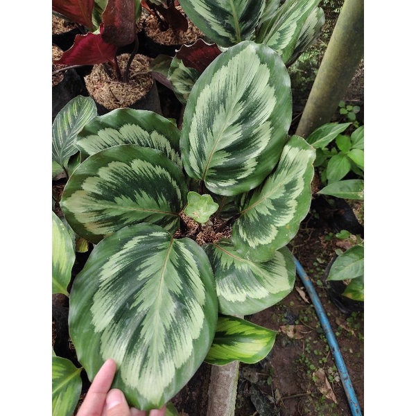 Jual Calathea Medallion V Medalion V Shopee Indonesia