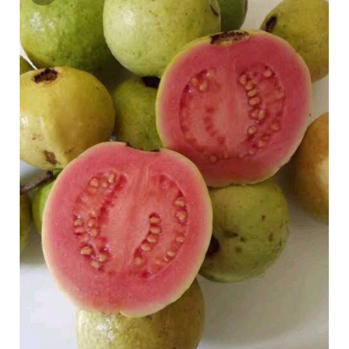 Jual Jambu Biji Guava Gr Sayur Segar Palembang Shopee Indonesia