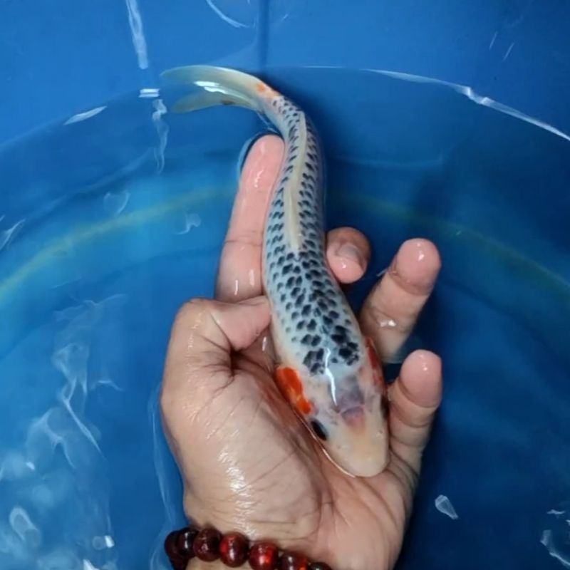 Jual Ikan Koi Blitar Jenis Asagi Rumah Koi Jakarta Kode 007