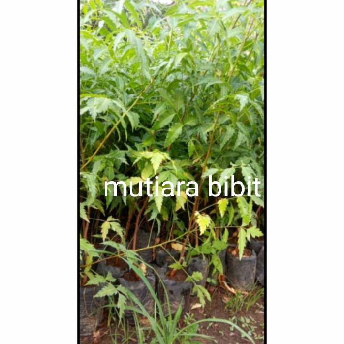 Jual Bisa Di Banyar Di Tempat Atau Cod Bibit Tanaman Mimba Herbal