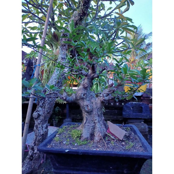 Jual Bonsai Loa Prospek Shopee Indonesia