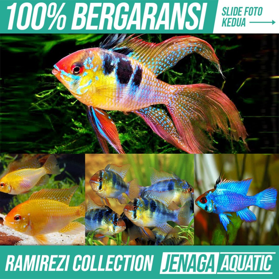 Jual Koleksi Ramirezi Ikan Hias Aquascape Air Tawar Aquarium Blue