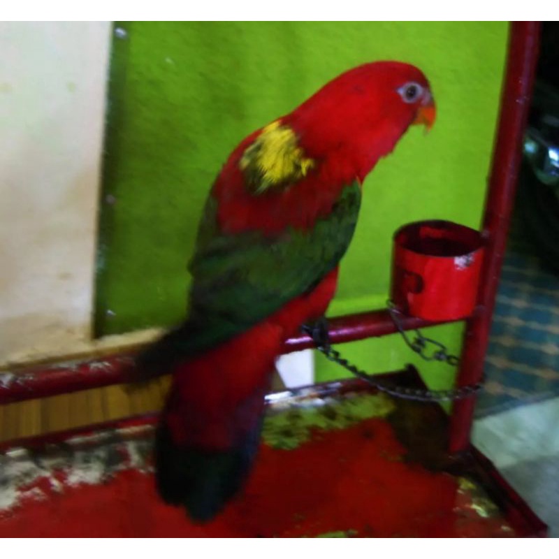 Jual Burung Cantik Dan Jinak Di Tangan Nuri Ambon Shopee Indonesia