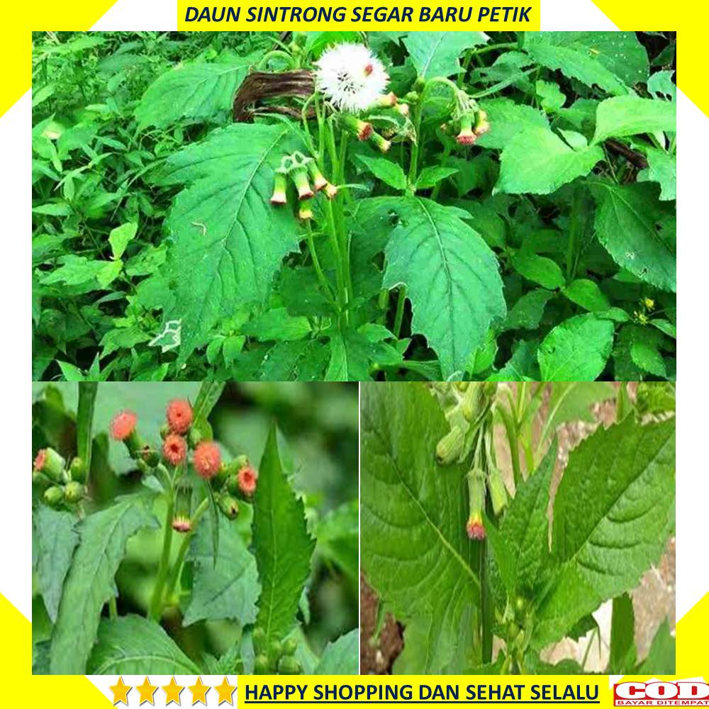 Jual Daun Sintrong Gram Segar Baru Petik Shopee Indonesia