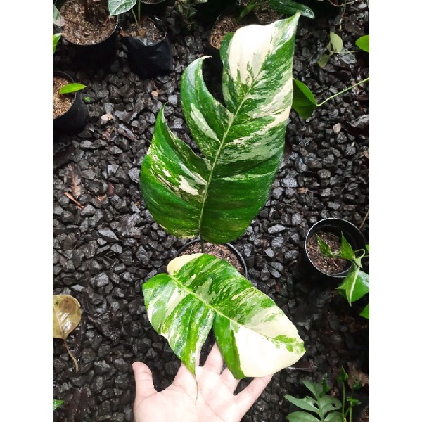 Jual Epipremnum Pinnatum Variegata Monstera Ekor Naga Varigata Shopee