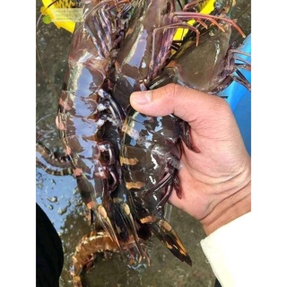 Jual Udang Jumbo Segar Udang Besar Udang Segar Kg Shopee Indonesia