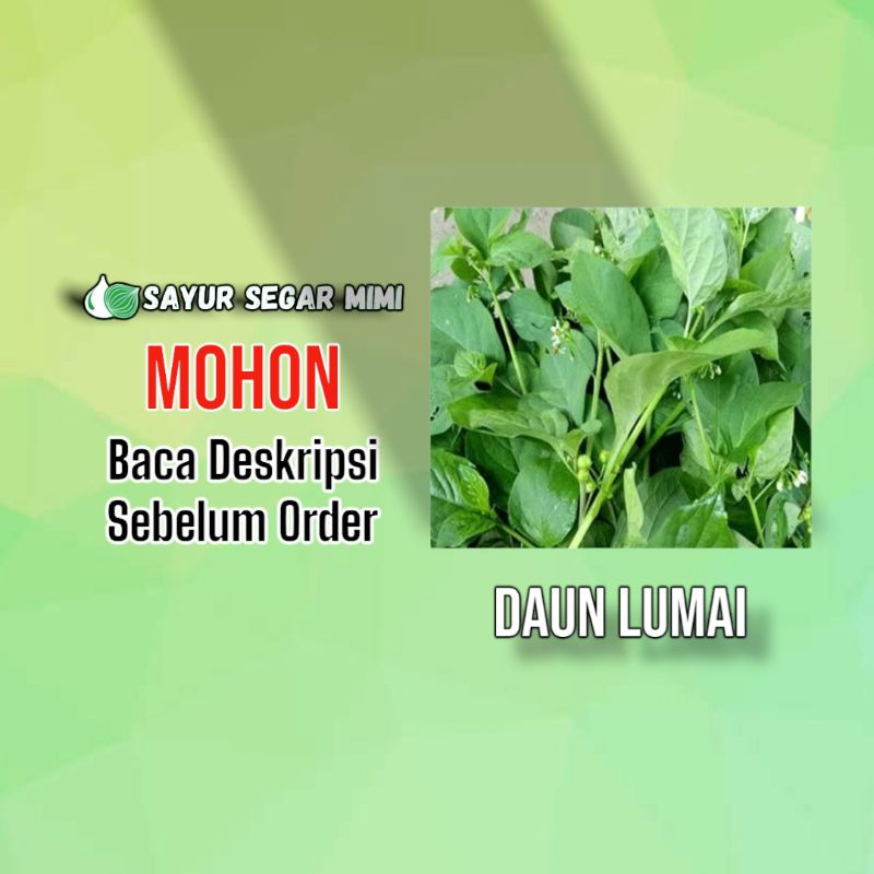 Jual Daun Lumai Daun Leunca Ikat Sayur Segar Mimi Palembang Shopee