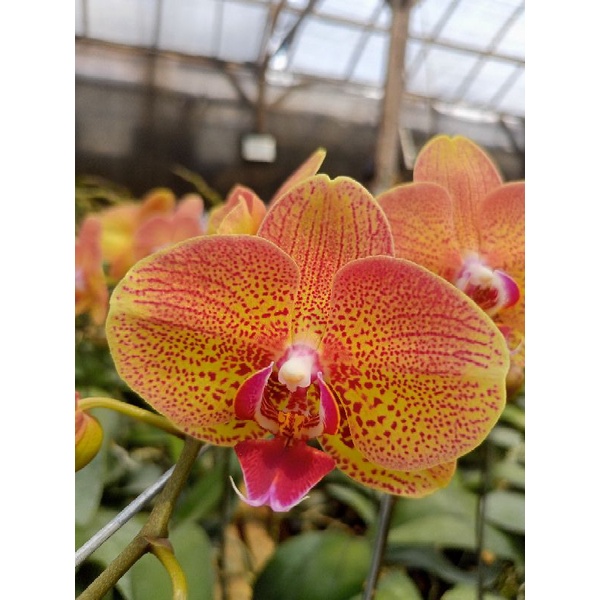 Jual Anggrek Bulan Premium Kuning Bintik Merah Phalaenopsis Hybrid