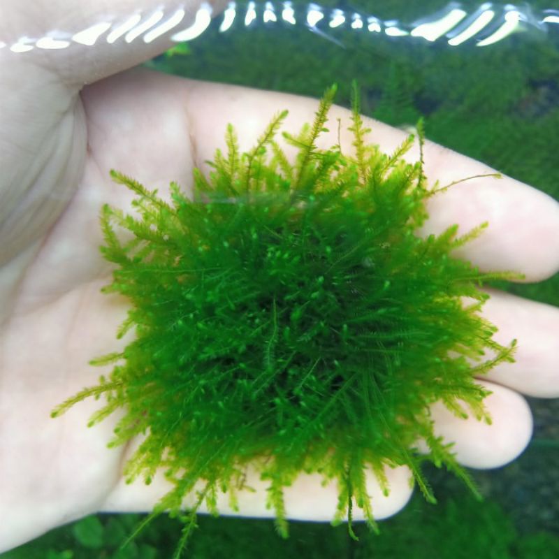 Jual Moss Spiky Media Wabikusa Tanaman Aquascape Aquarium Shopee