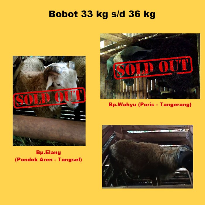 Jual HEWAN QURBAN DOMBA KAMBING KURBAN BOBOT 33 36 KG Shopee