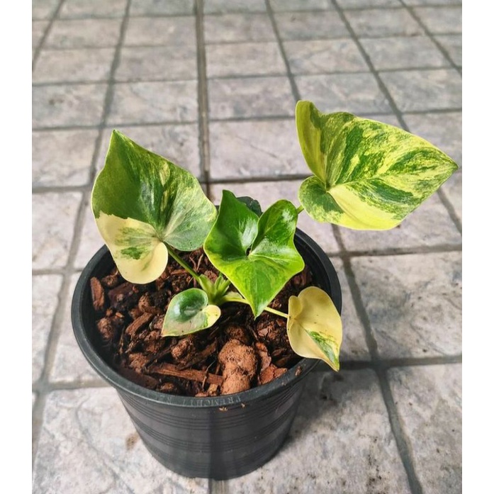 Jual Promo Terbaru Batang Philodendron Angela Shopee Indonesia