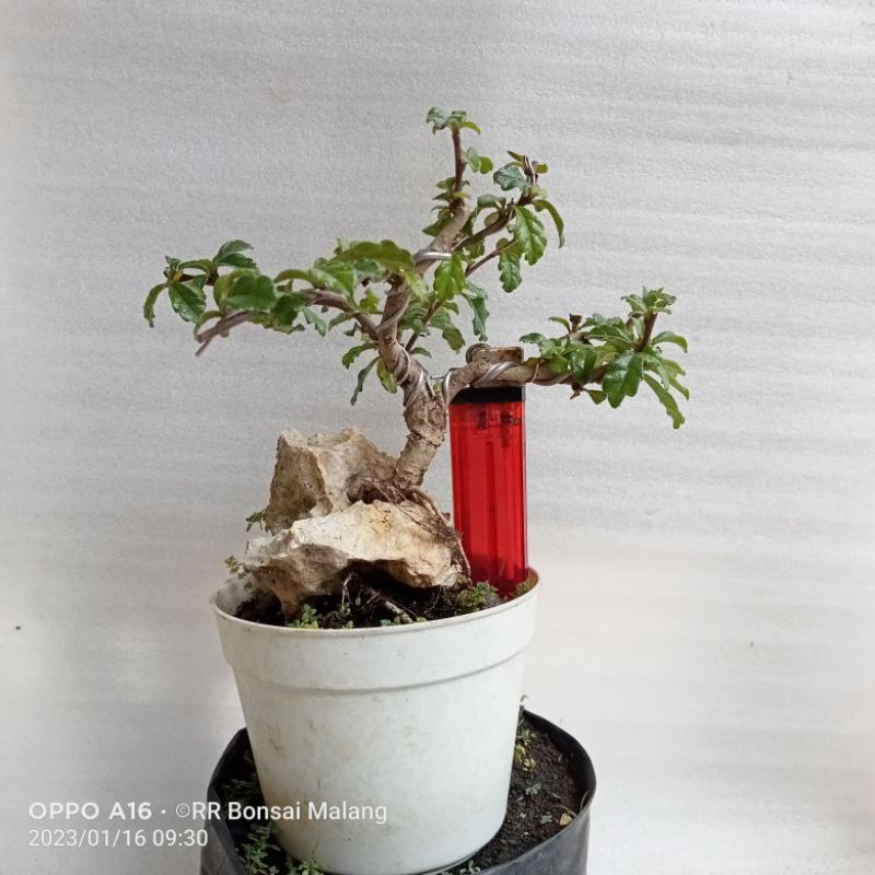 Jual Bonsai Hokiantea Lokal Buah Shopee Indonesia