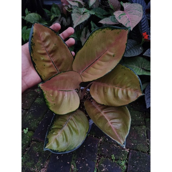 Jual Paglonema Sultan Brunai Tanian Lokal Shopee Indonesia