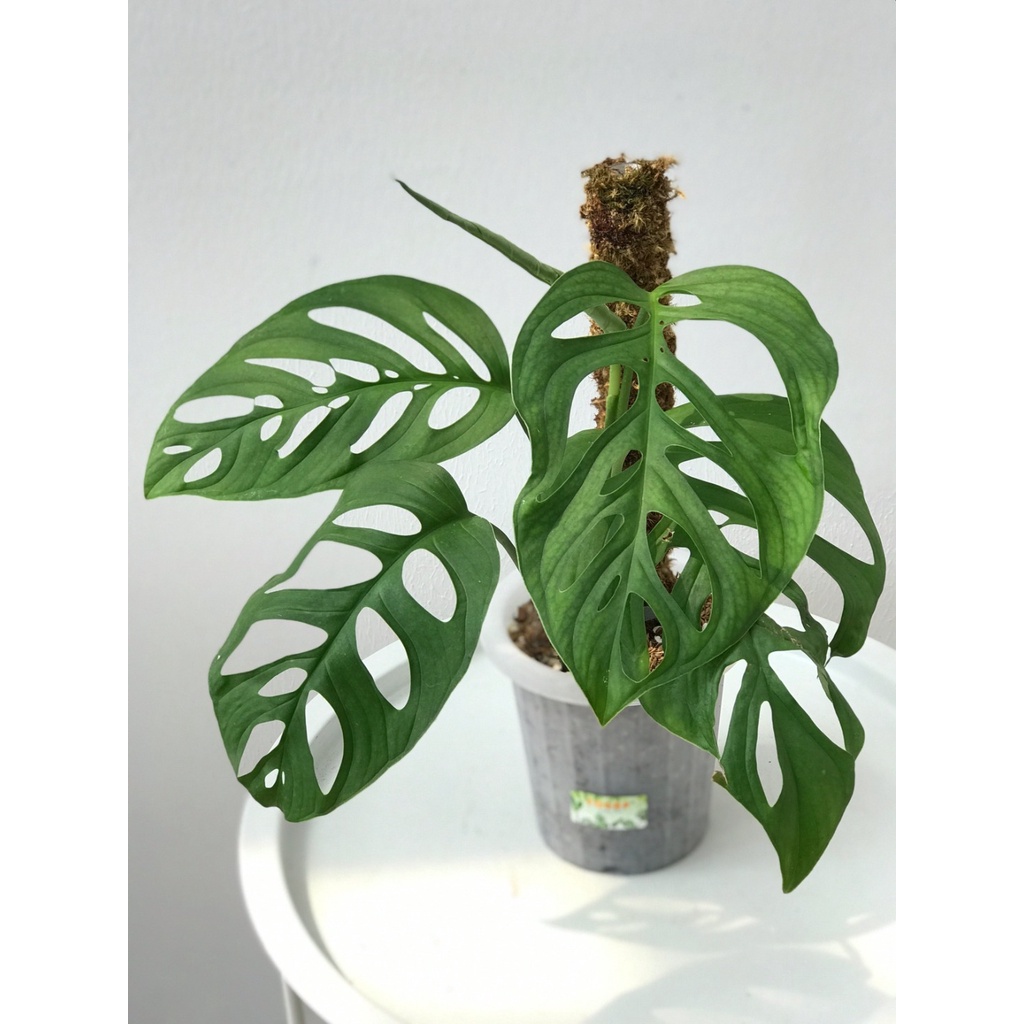 Jual Monstera Esqueleto Shopee Indonesia