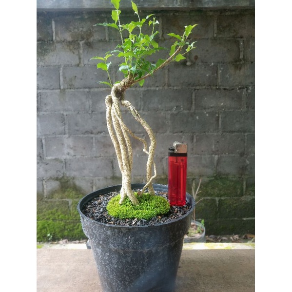 Jual Bahan Bonsai Sakura Mikro Untuk Niagari Prospek Sesuai Foto