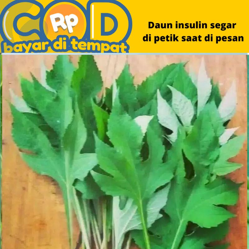 Jual Daun Insulin Kipahit Dipetik Saat Di Pesan Gram Shopee