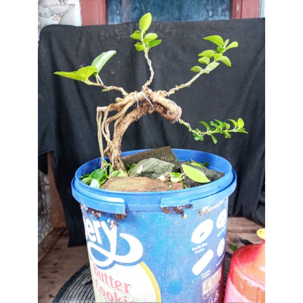 Jual Bahan Bonsai Sancang Shopee Indonesia