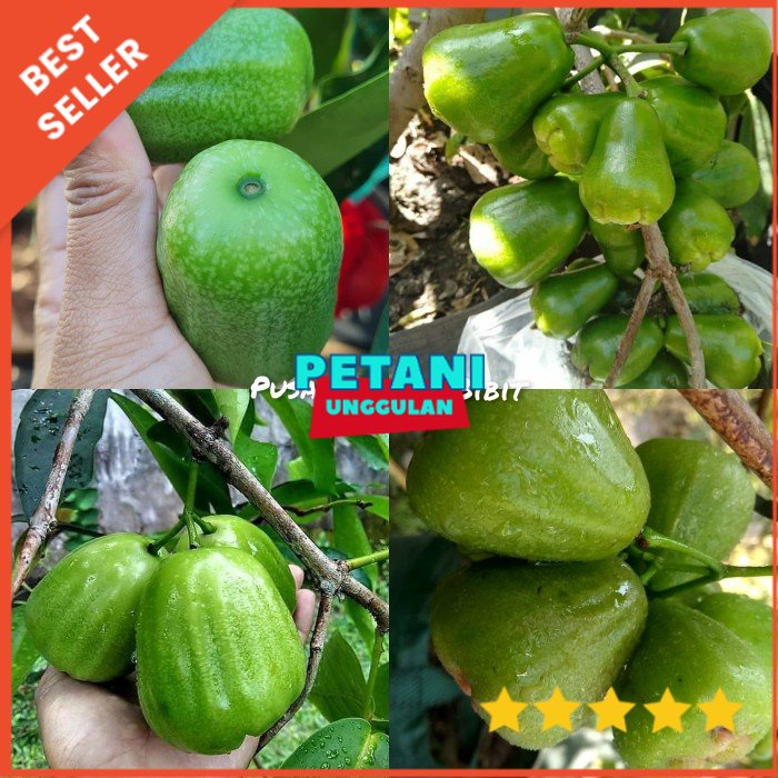 Jual Bibit Tanaman Jambu Air Kiojok Super Manis Shopee Indonesia