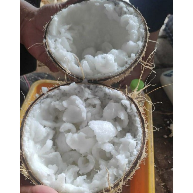 

Kelapa Kopyor (Besar) Asli Sumenep Madura Buah Genjah lembut original murah Besar Segar