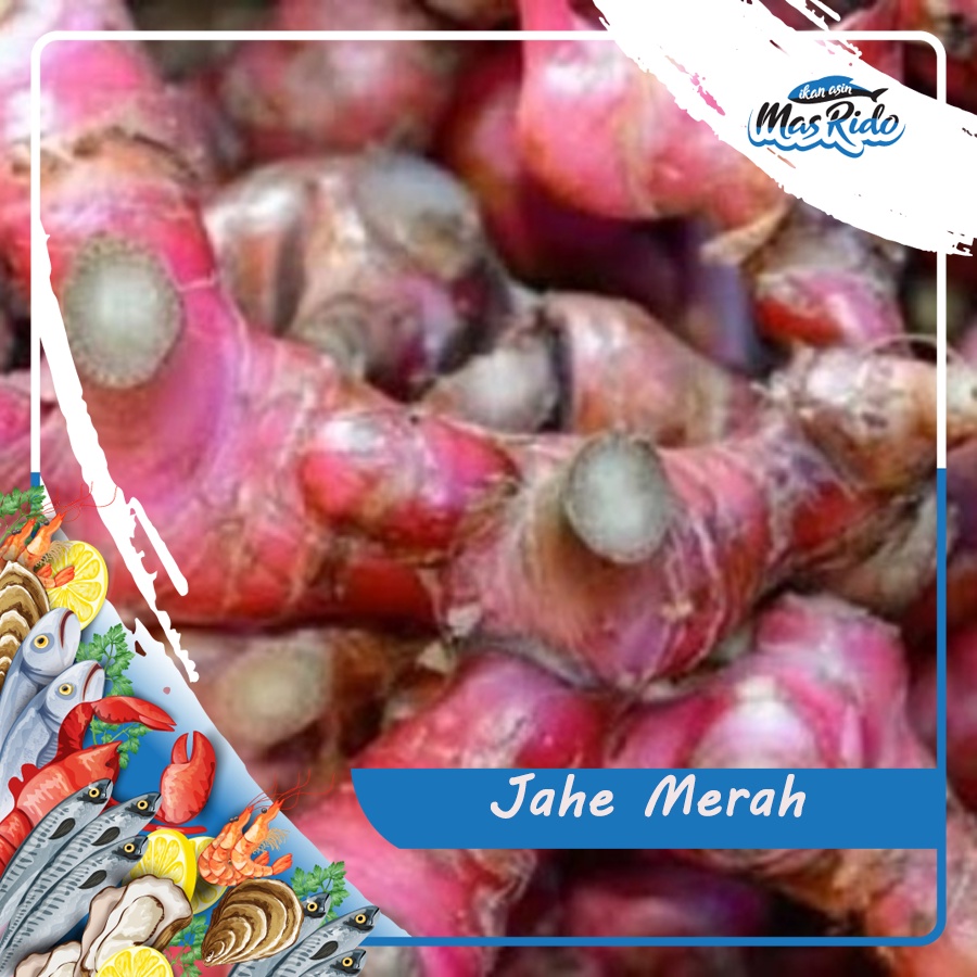 

Jahe Merah Segar Fresh Red Ginger Herbal Kwalitas Super Harga Murah